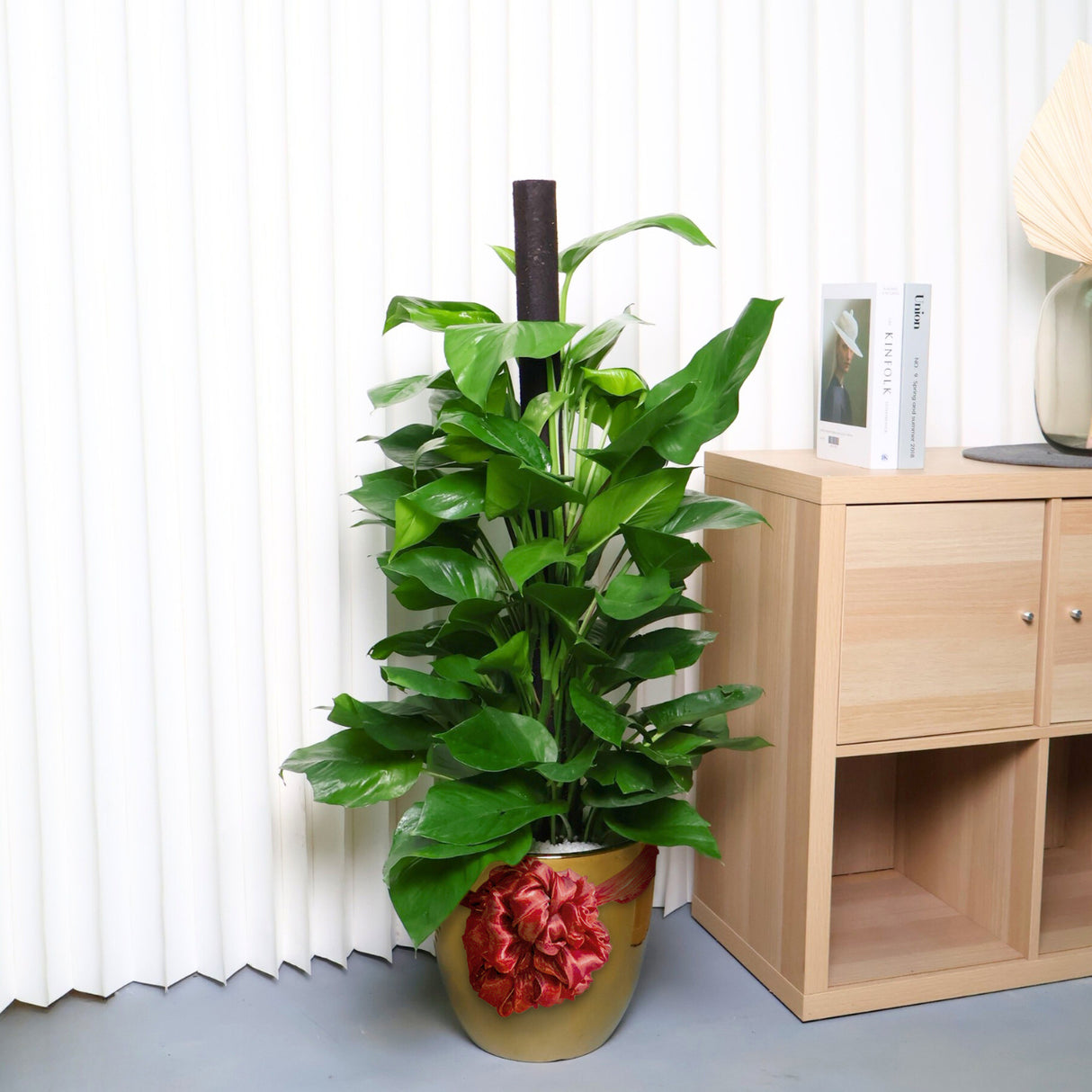 Houseplant in decorative vase with water plantains.
