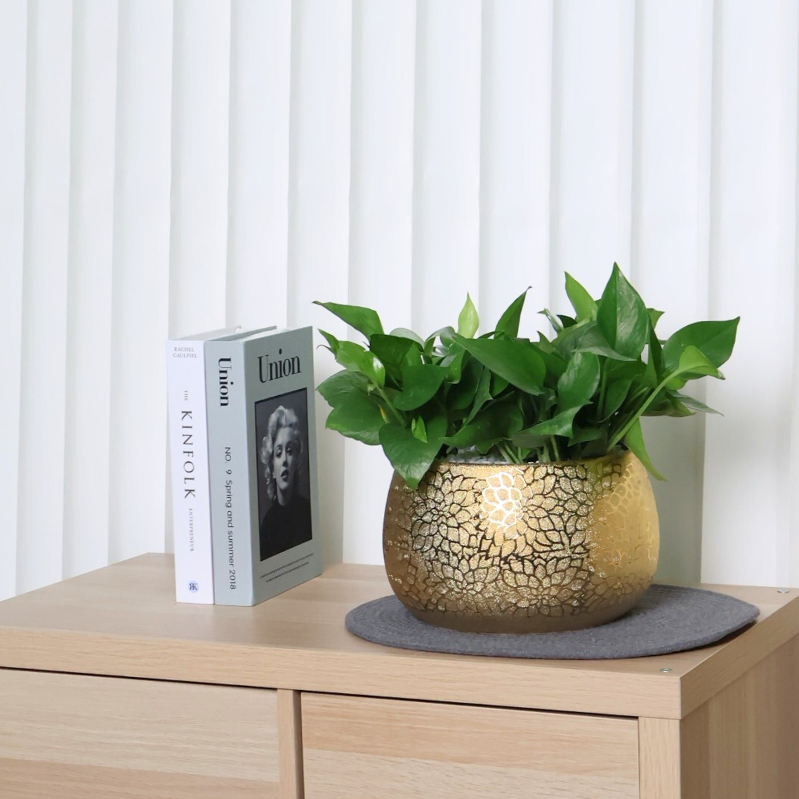 Epipremnum Aureum, Money Plant in Ceramic Pot