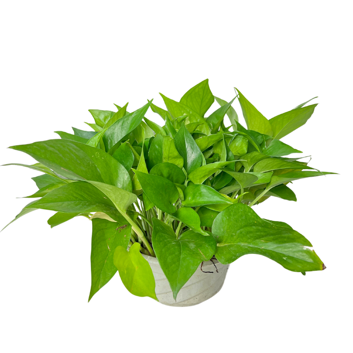 Epipremnum Aureum, Money Plant (21cm Pot)
