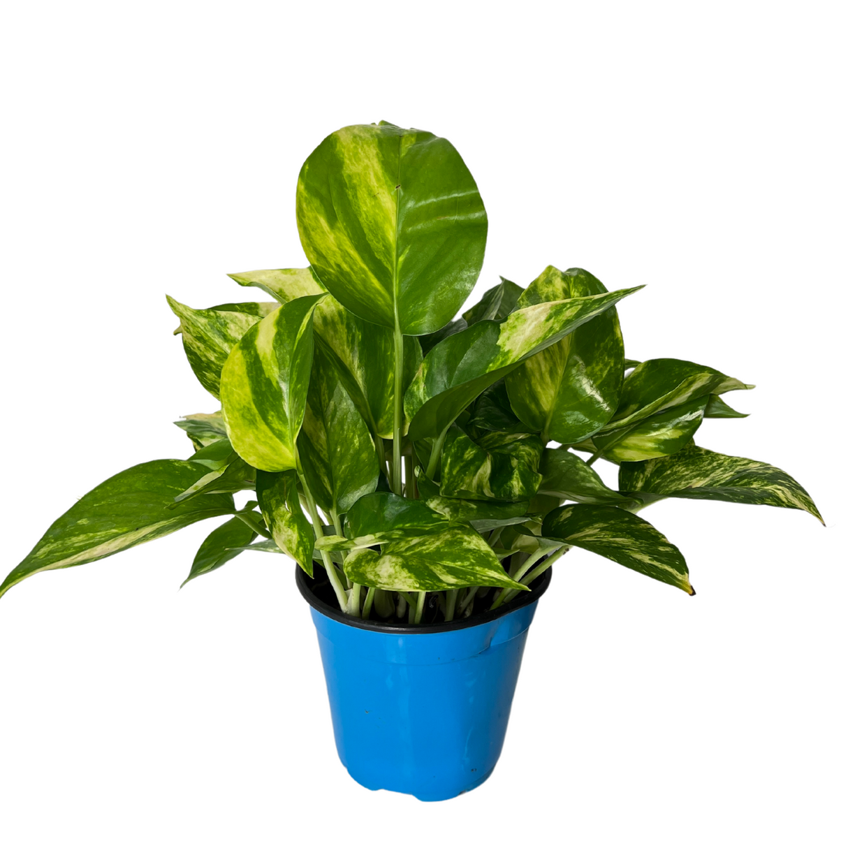 Epipremnum Aureum, Money Plant (12cm Pot)