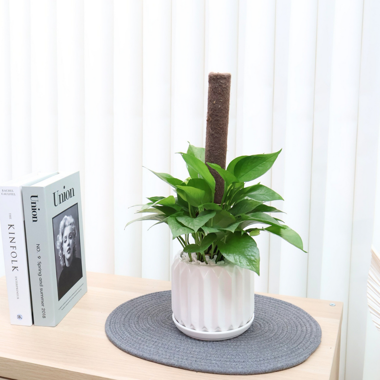 Money Plant in Ceramic Pot