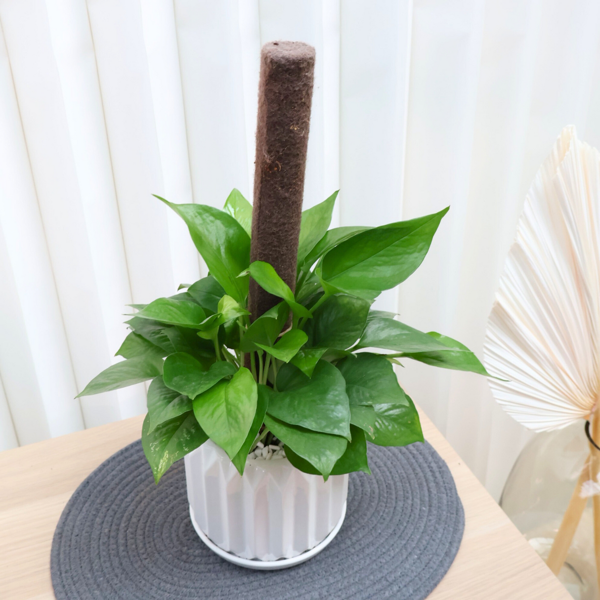 Money Plant in Ceramic Pot