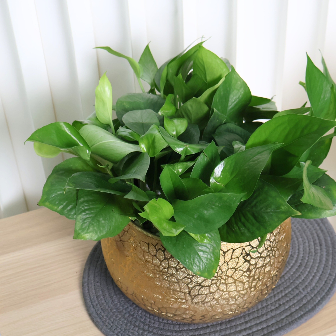 Epipremnum Aureum, Money Plant in Ceramic Pot