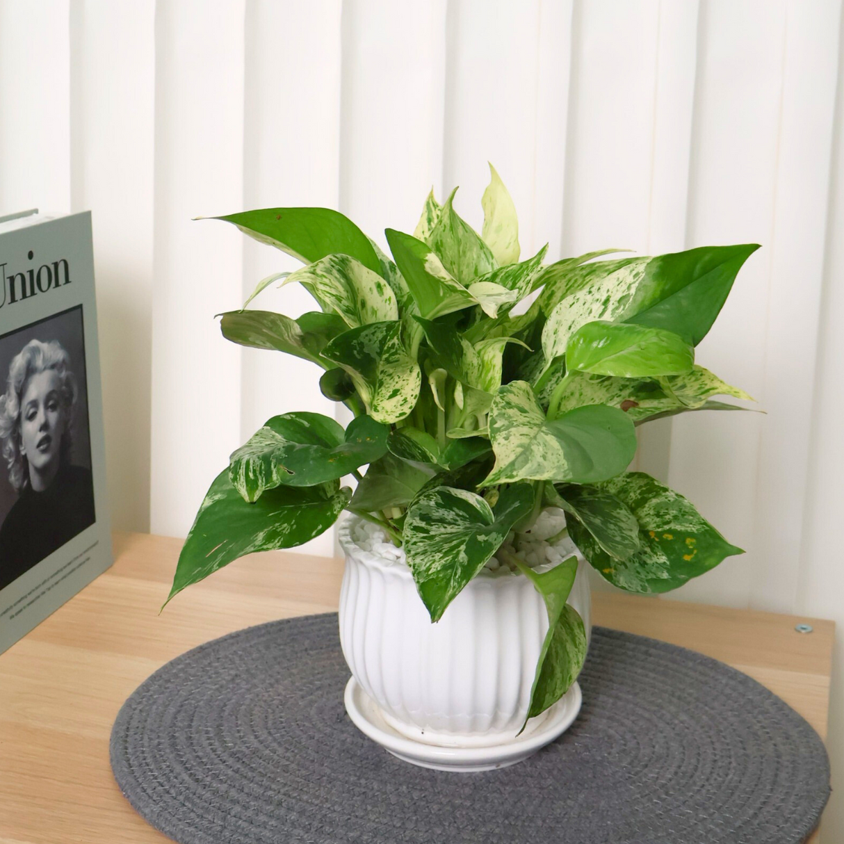 Money Plant (Variegated) in Ceramic Pot