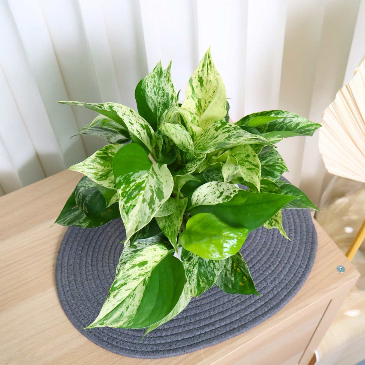 Money Plant (Variegated) in Ceramic Pot