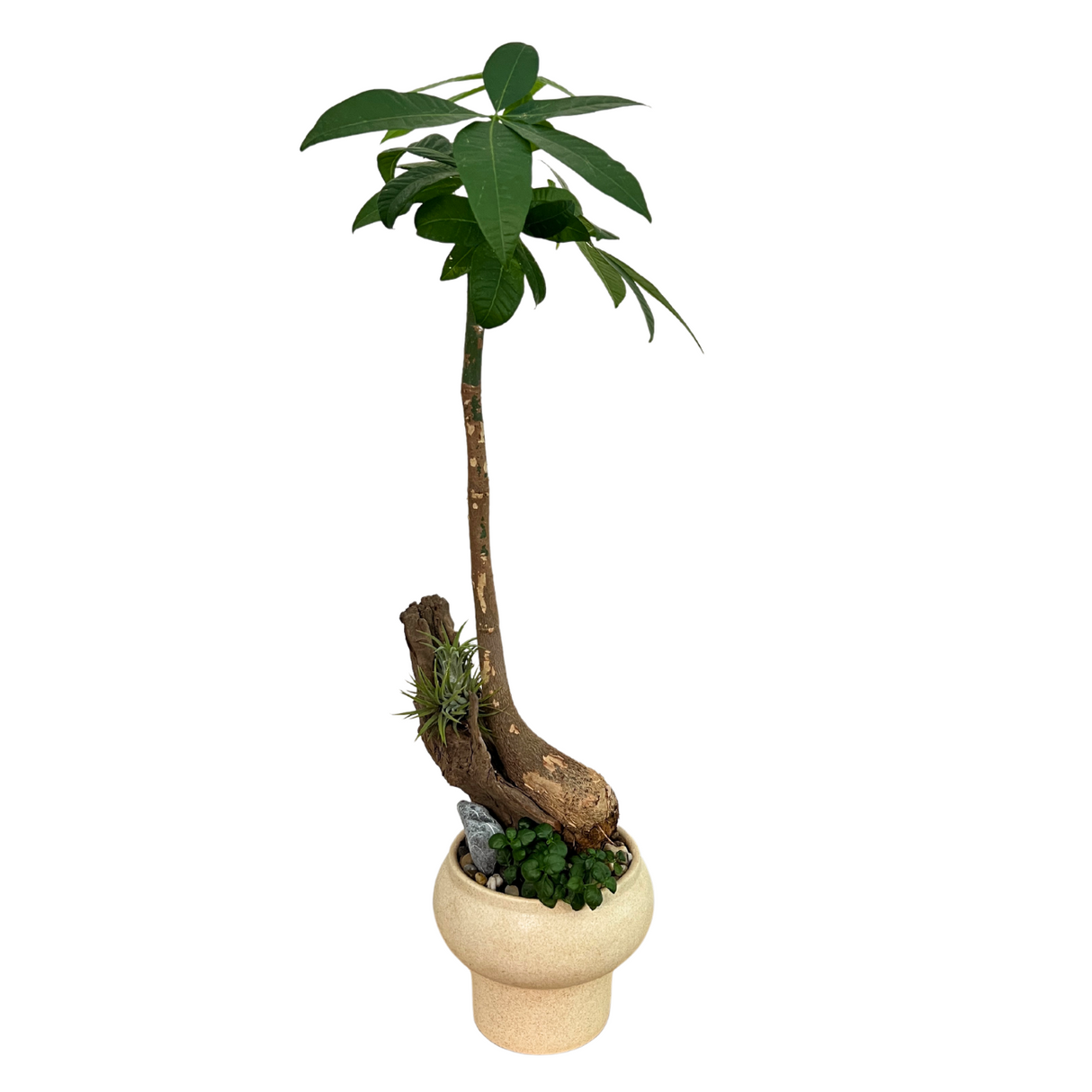 Pachira in Ceramic Pot (Money Tree 发财树)