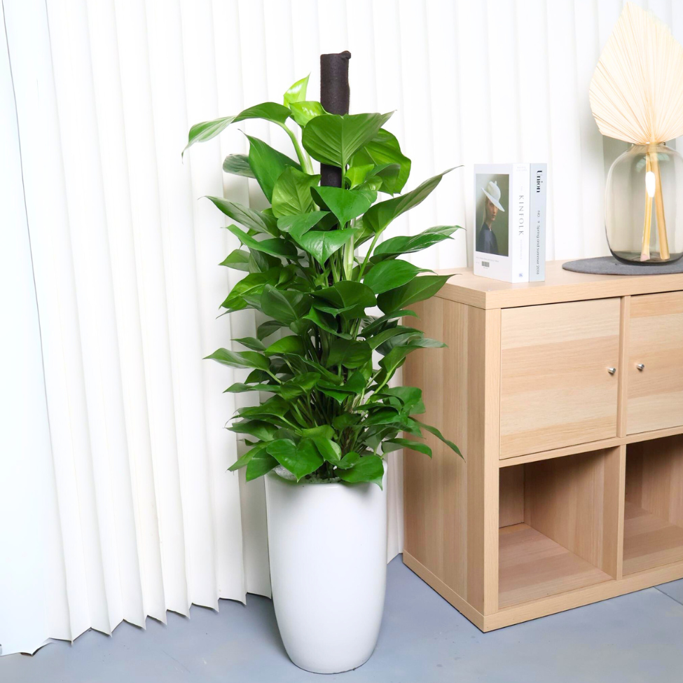 Money plant in Ceramic Pot (1.2m)