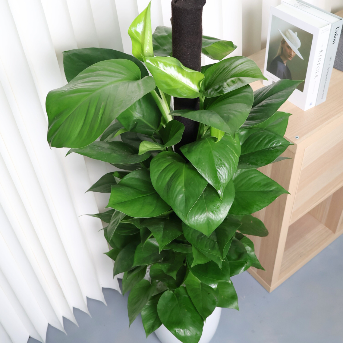 Money plant in Ceramic Pot (1.2m)
