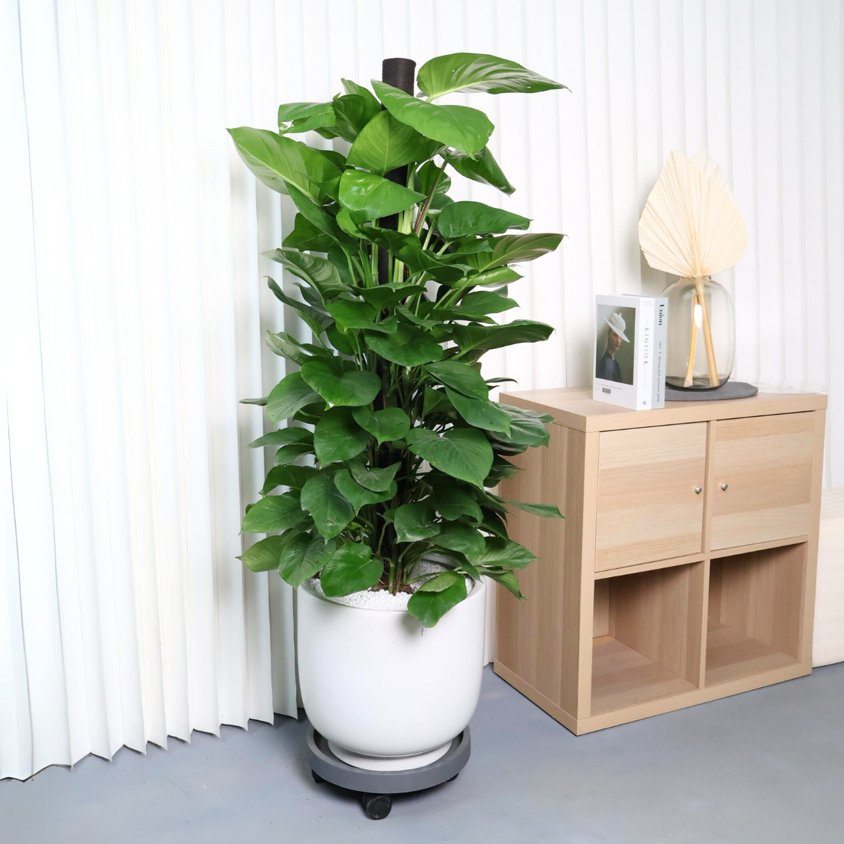 Epipremnum Aureum, Money Plant in Ceramic Pot (1.5m)