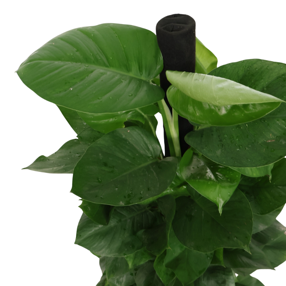 Epipremnum Aureum, Money Plant