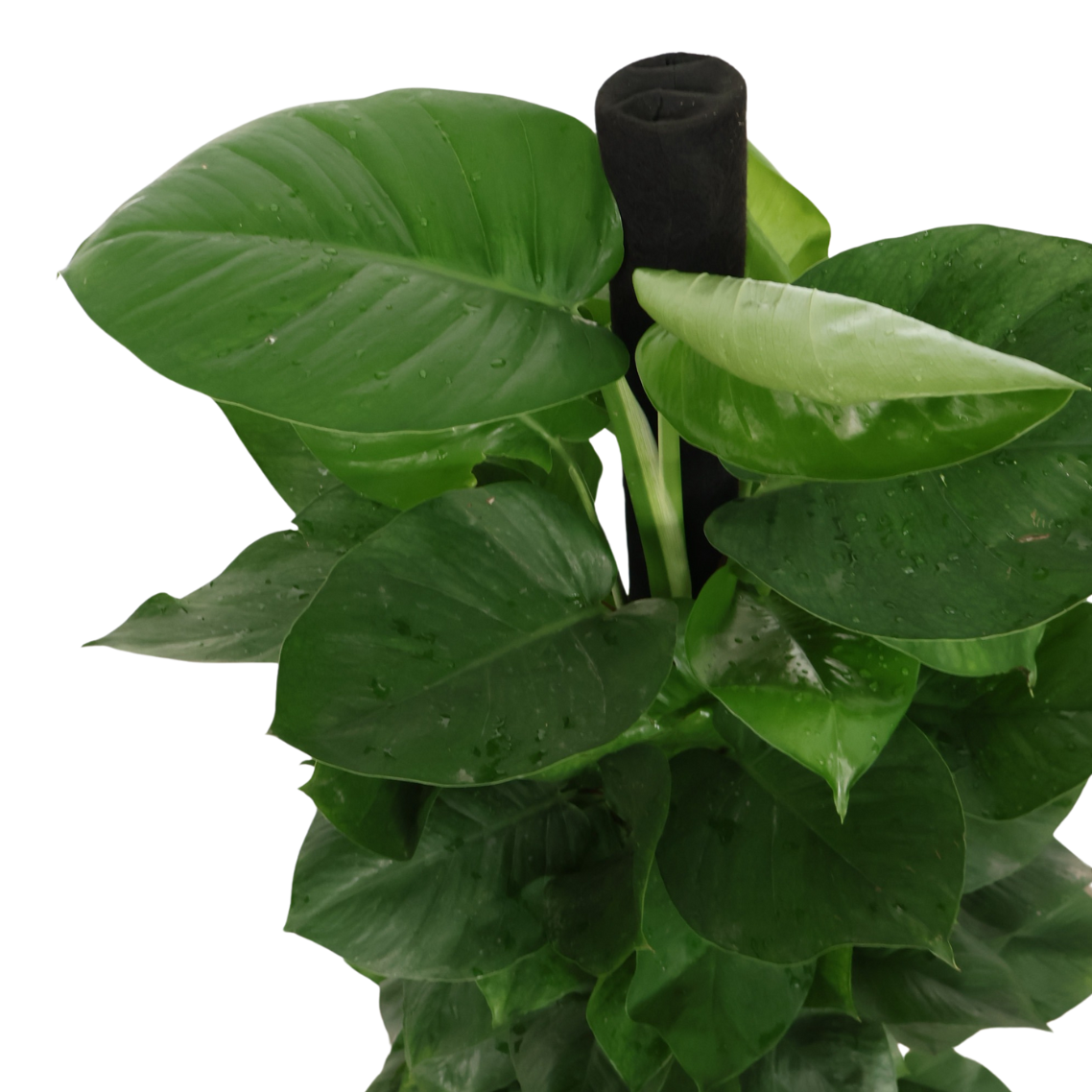 Epipremnum Aureum, Money Plant in Ceramic Pot (1.5m)