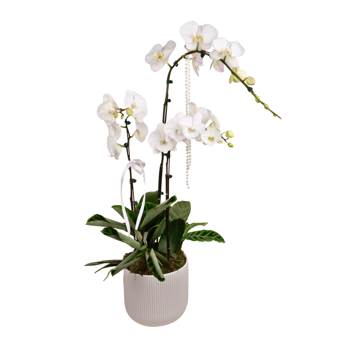 Mono Bloom (1 Single Stalk, 1 Double Stem) - Orchid Phalaenopsis