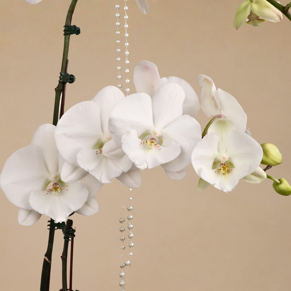 Mono Bloom (1 Single Stalk, 1 Double Stem) - Orchid Phalaenopsis