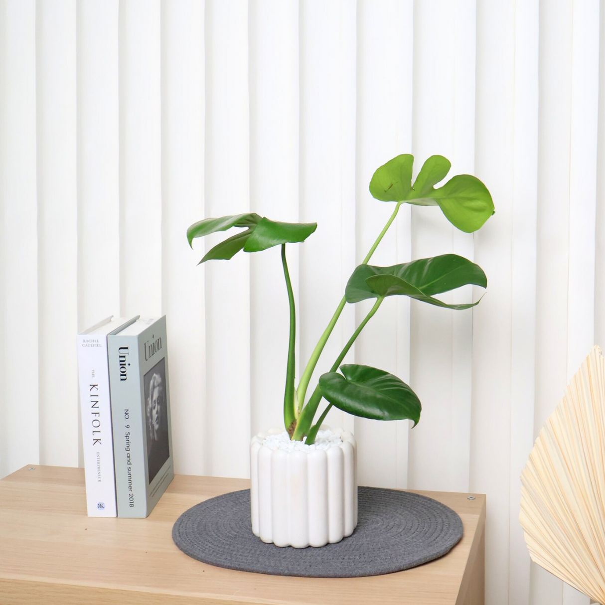 Monstera Deliciosa in Ceramic Pot