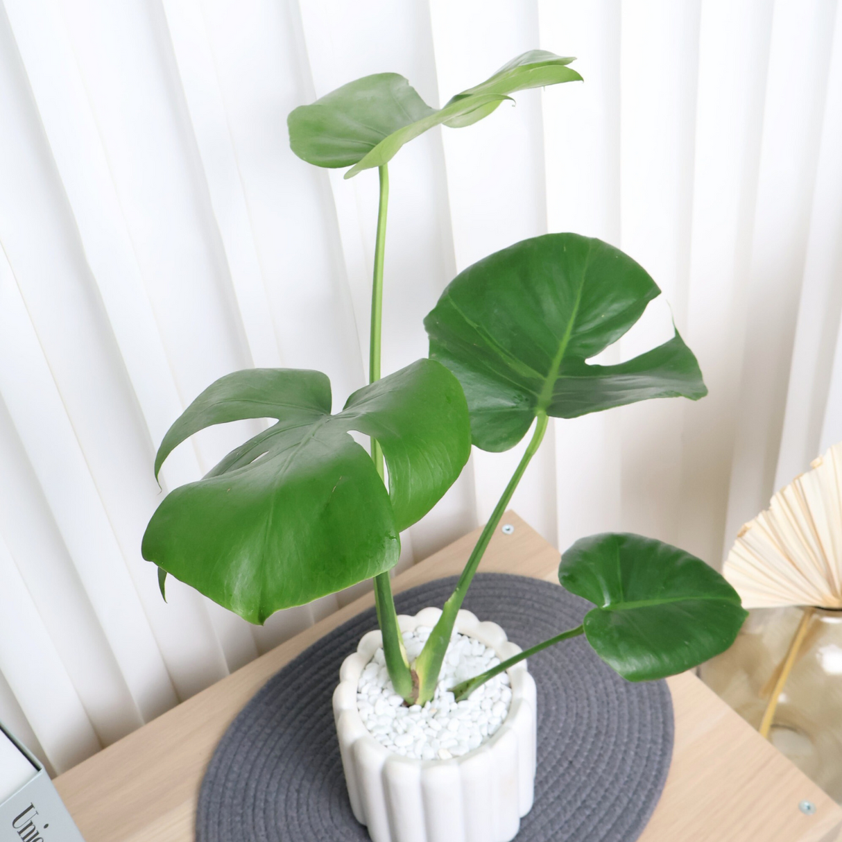 Monstera Deliciosa in Ceramic Pot