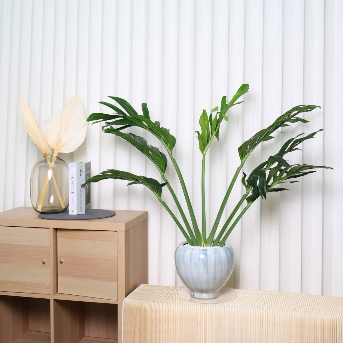 monstera siam plant Monstera Siam in Ceramic Pot - Plant Arrangement