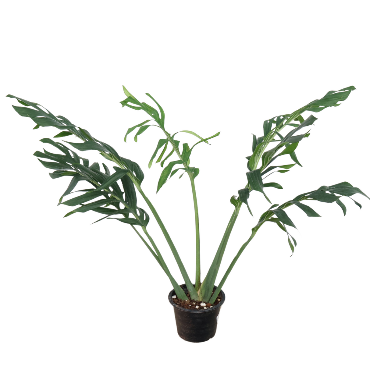 Monstera Siam in Ceramic Pot