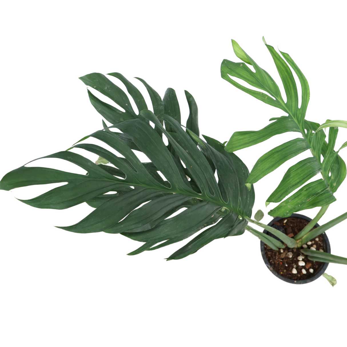 Monstera Siam in Ceramic Pot