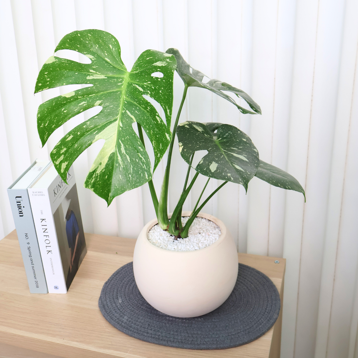 Monstera Thai Constellation Variegated in Ceramic Pot