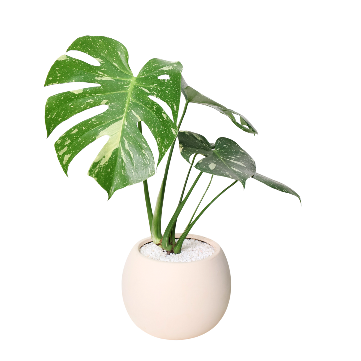 Monstera Thai Constellation Variegated in Ceramic Pot