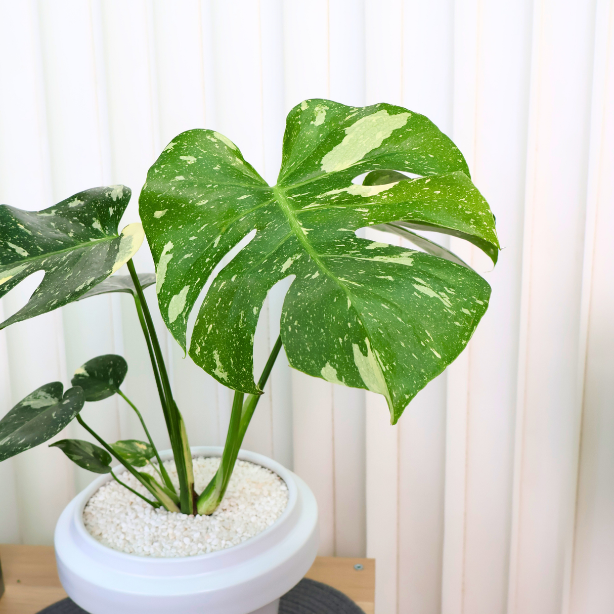 Monstera Thai Constellation Variegated in Ceramic Pot