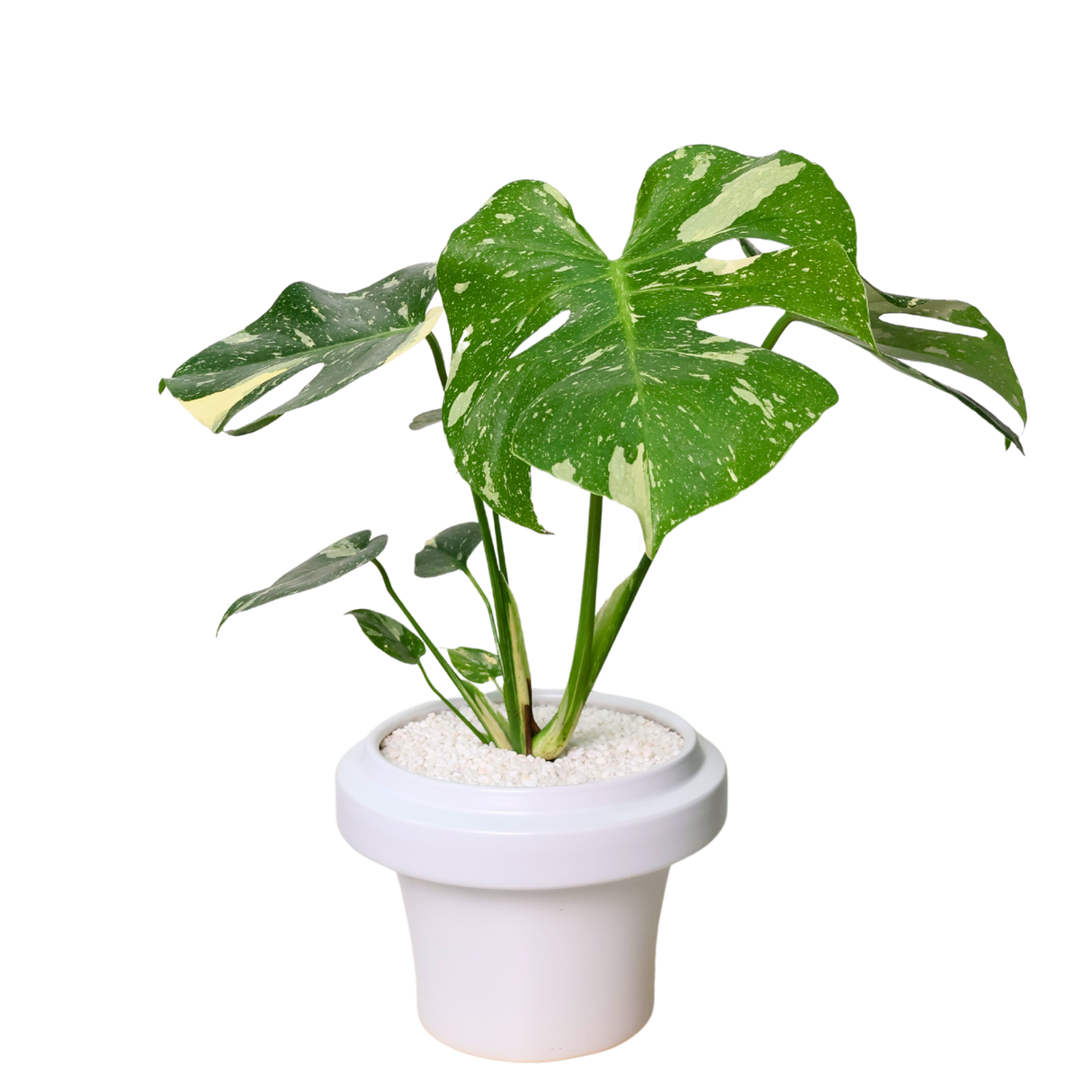 Monstera Thai Constellation Variegated in Ceramic Pot