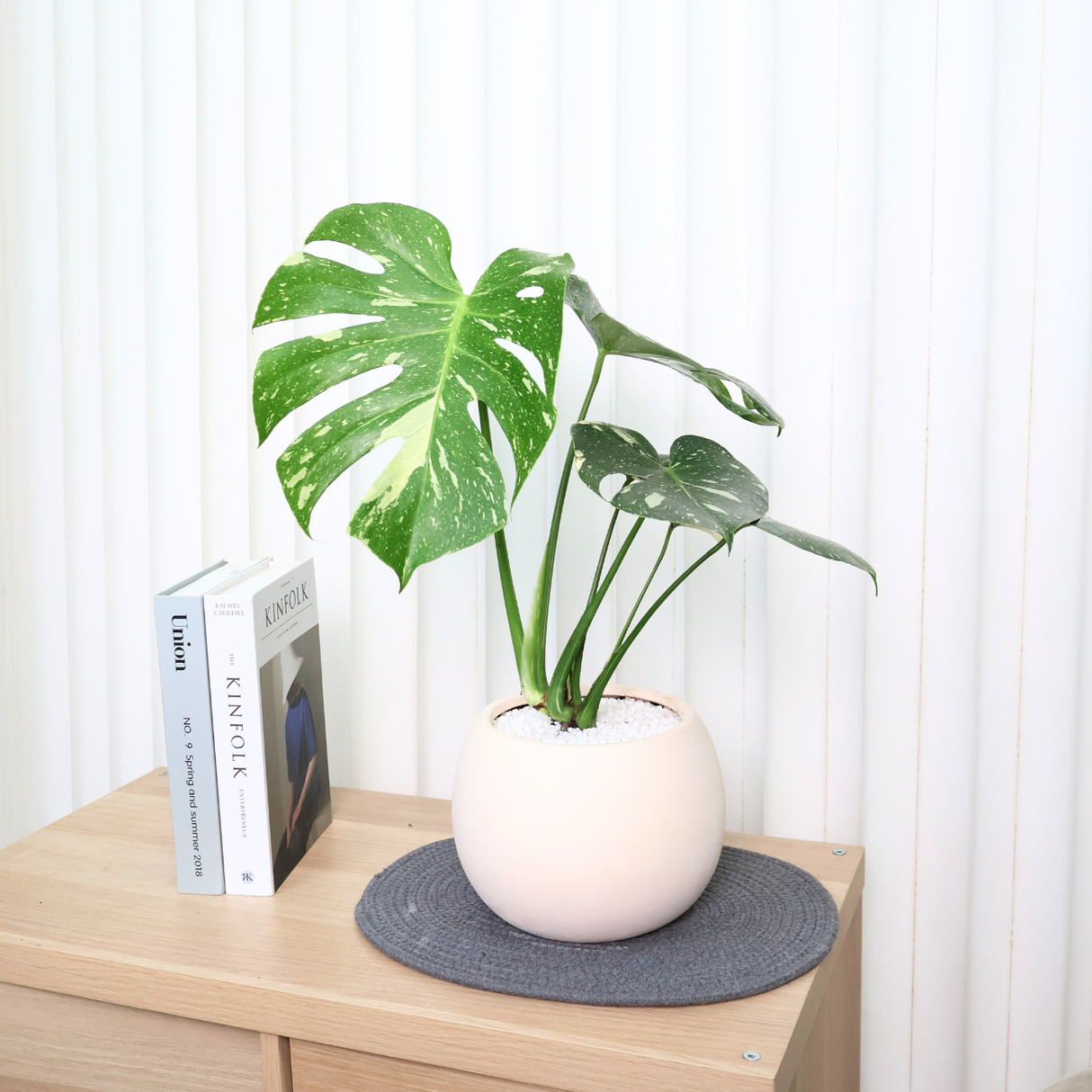 Monstera Thai Constellation Variegated in Ceramic Pot