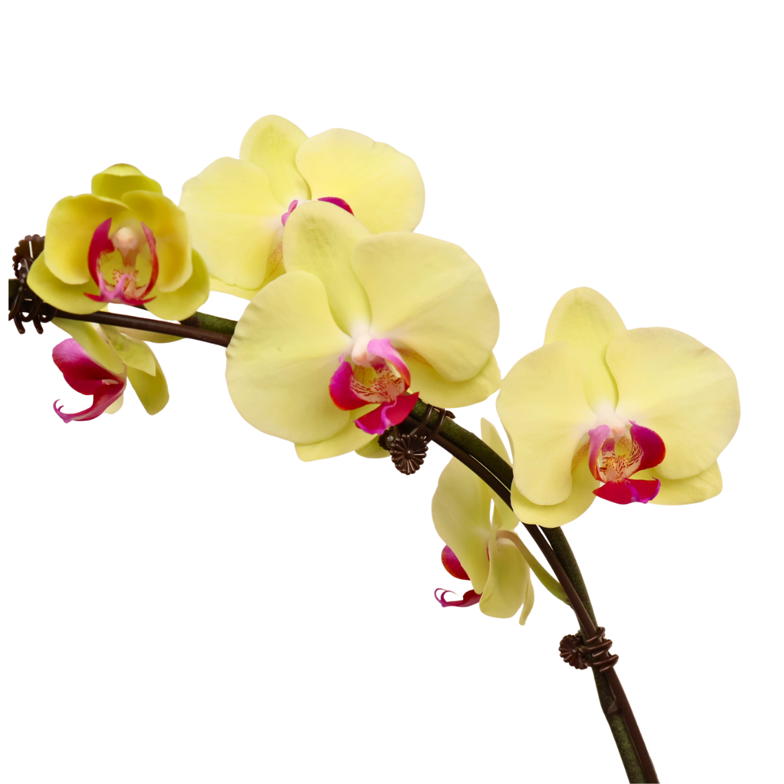 Morning Light (3 single Stalk) - Orchid Phalaenopsis