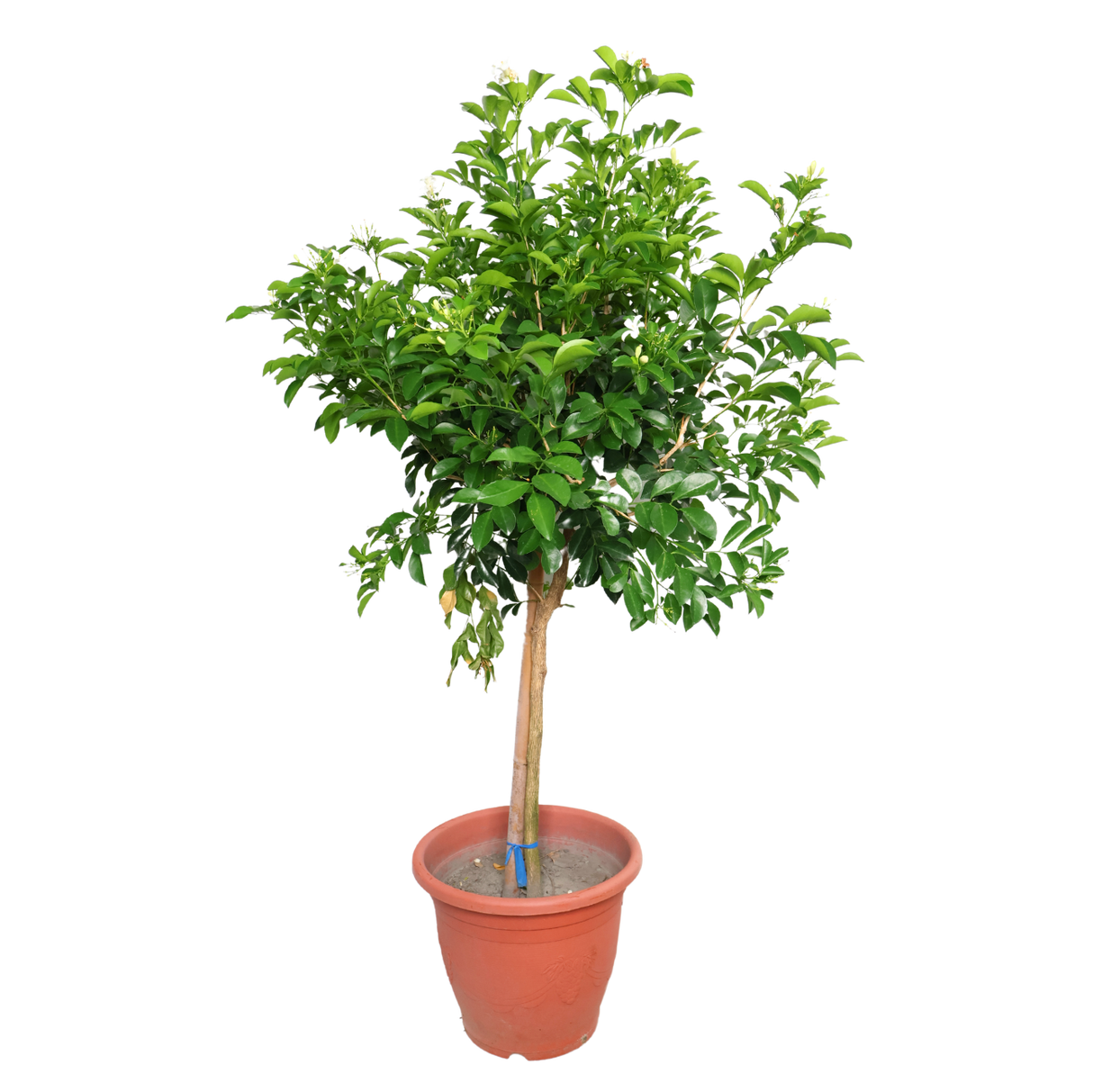 Murraya Paniculata (Orange Jasmine)