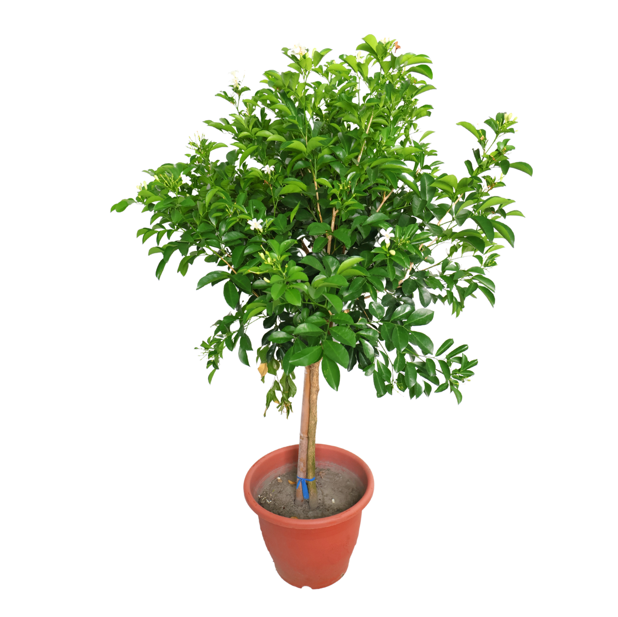 Murraya Paniculata (Orange Jasmine)