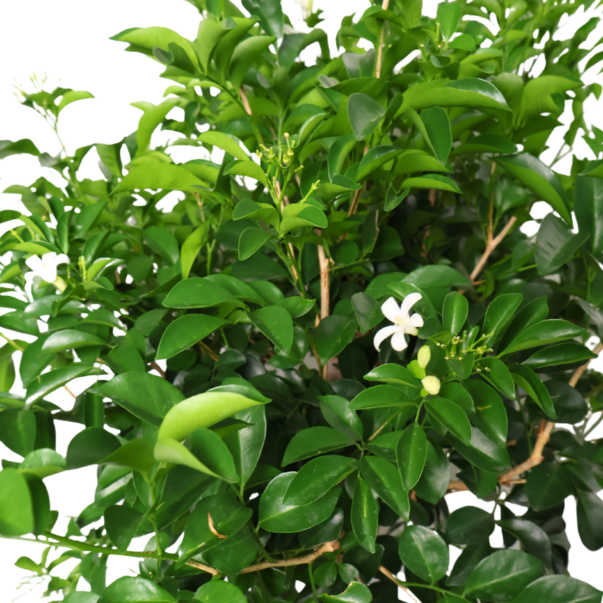 Murraya Paniculata (Orange Jasmine)