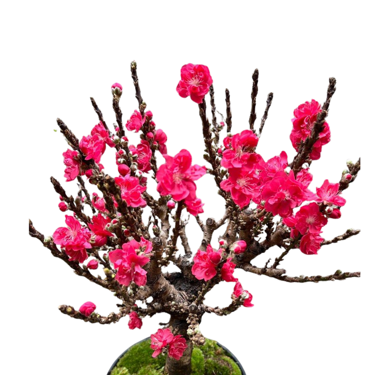 Peach Blossom Plant in Festive Pot (蟠桃花)
