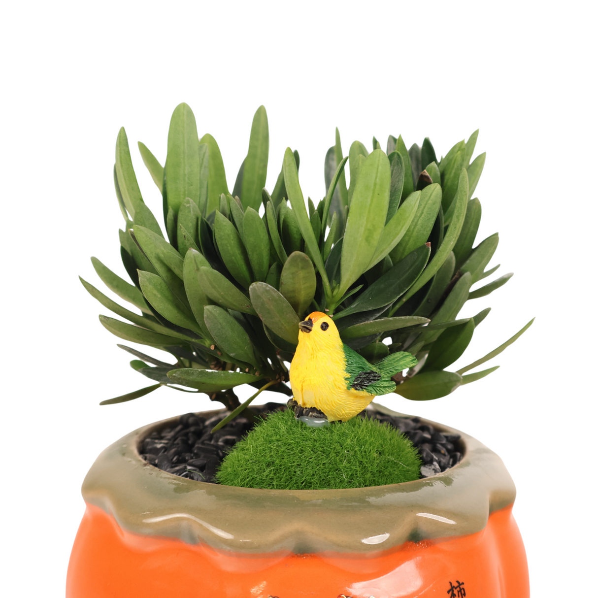 Bird of Good Fortune