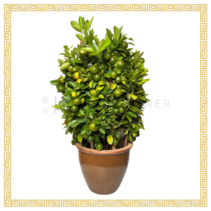 Four Season Lime 四季桔 No.3