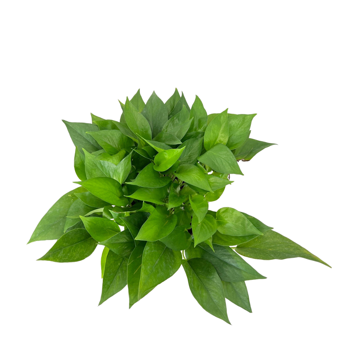 Epipremnum Aureum, Money Plant (18cm Pot)