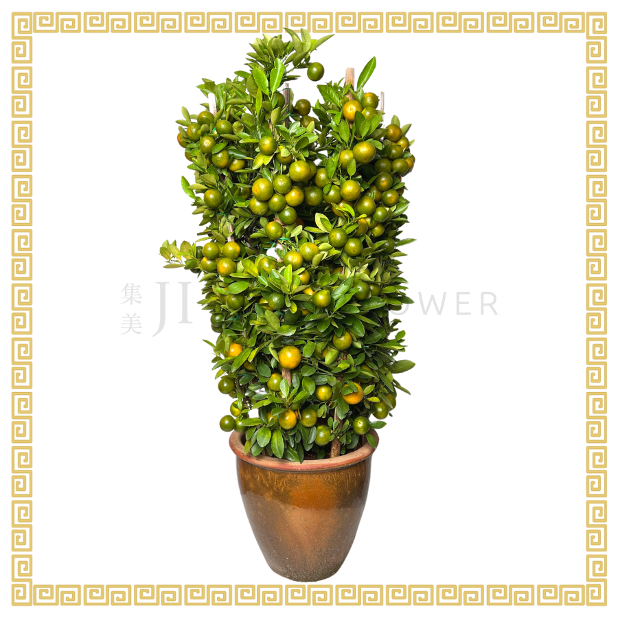 Four Season Lime 四季桔 No.3 AA-Grade