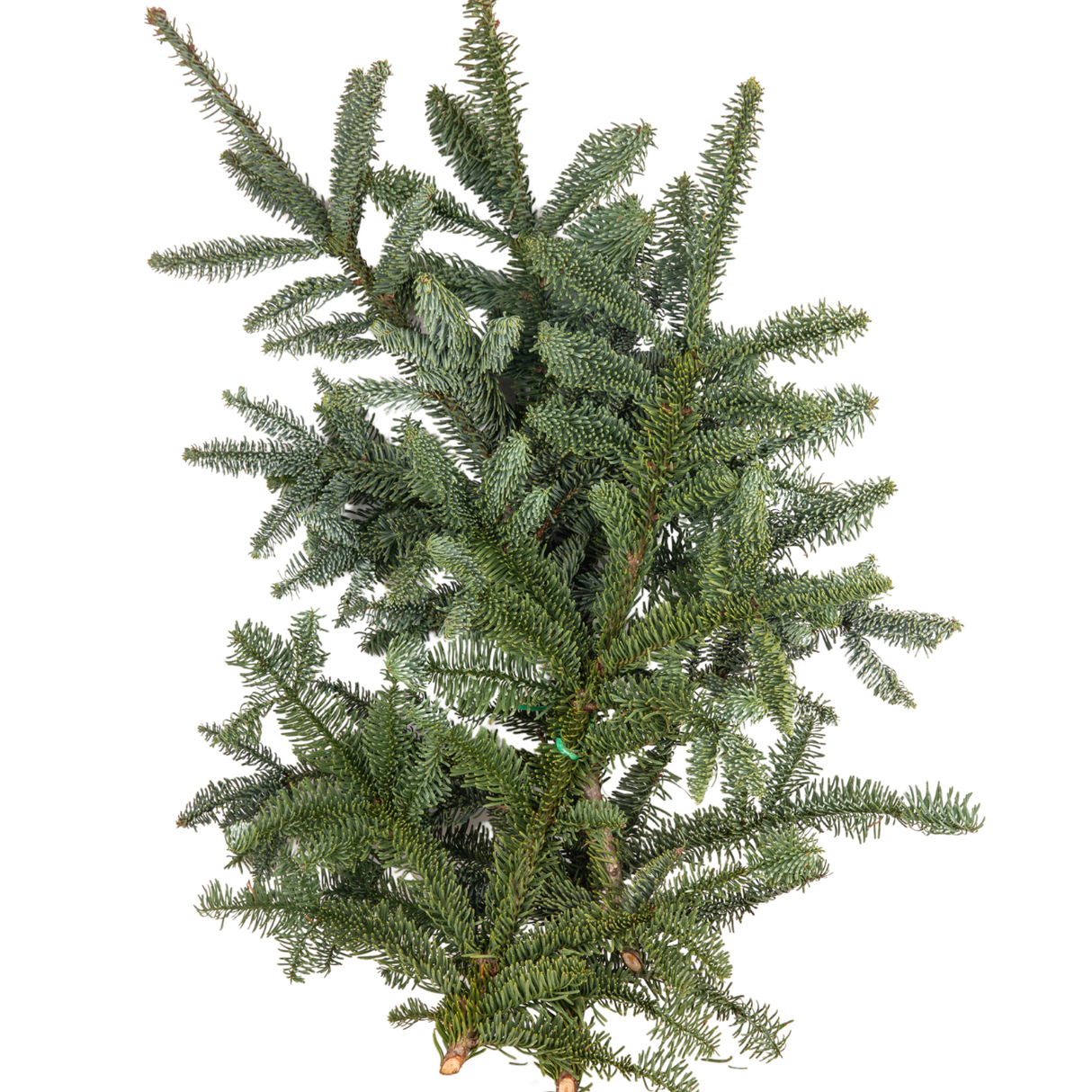 Nobilis Fir (Holland) 1kg