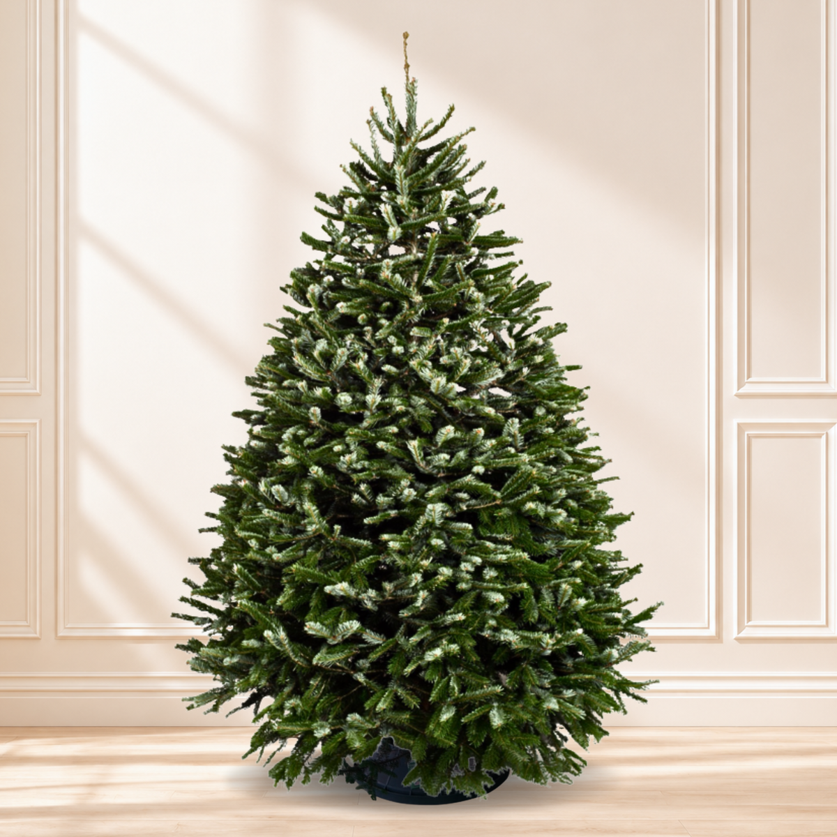 Nordmann Fir Christmas Tree 5-6FT (USA No.1 Grade)