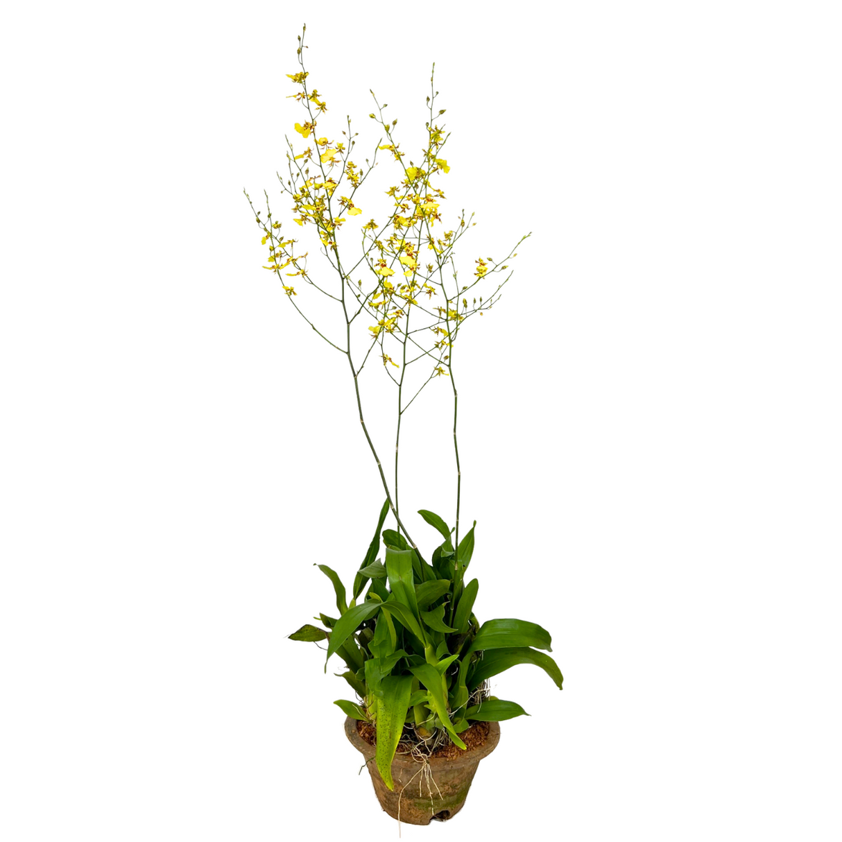 Golden Shower Orchid Plant