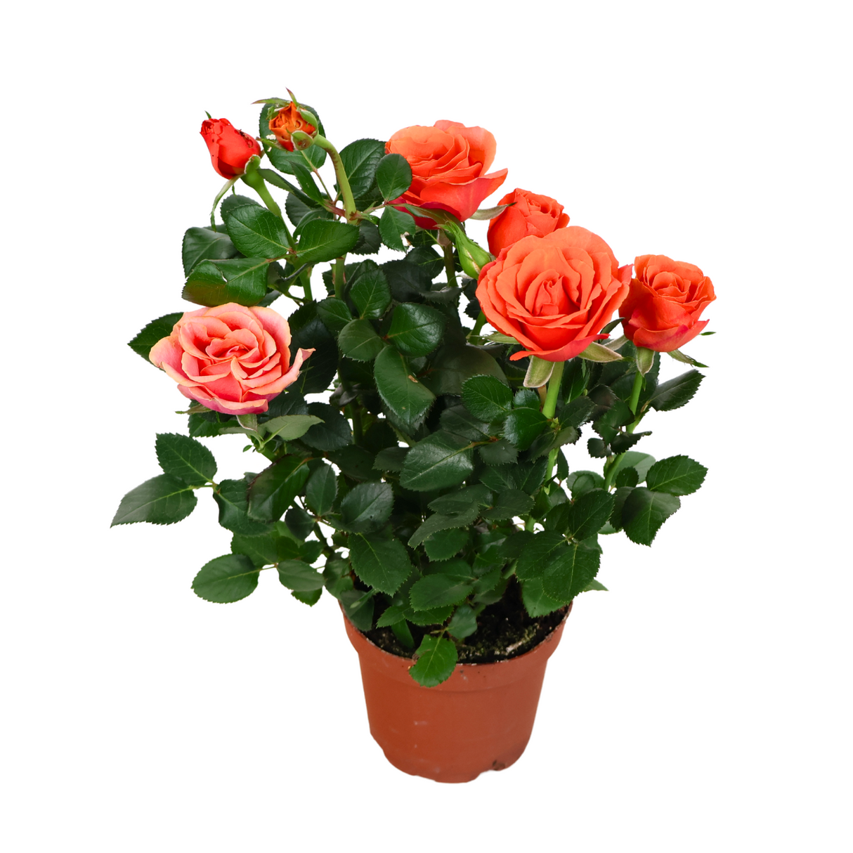 Rose Plant
