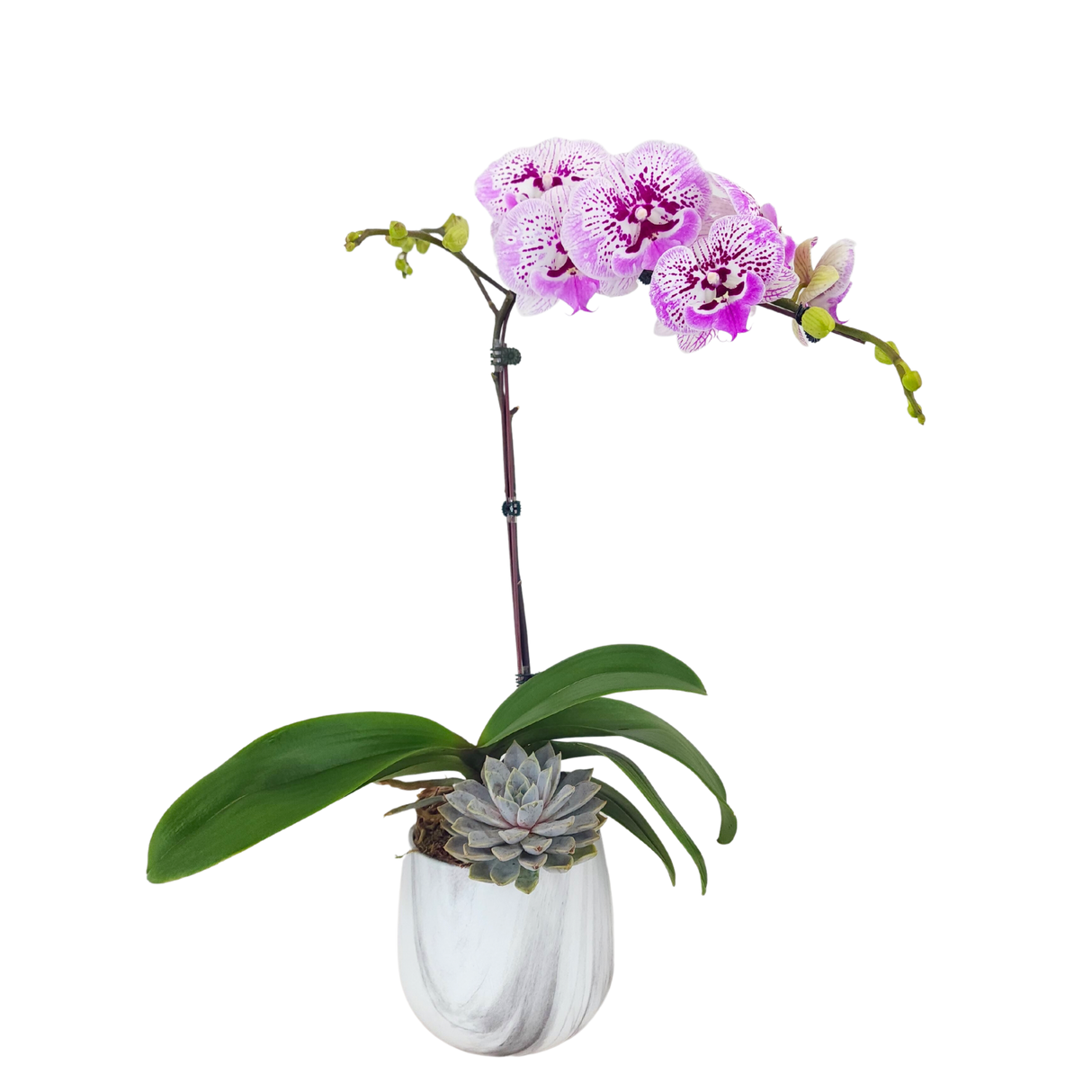 Orchid Charm (1 Single Stem) - Orchid Phalaenopsis