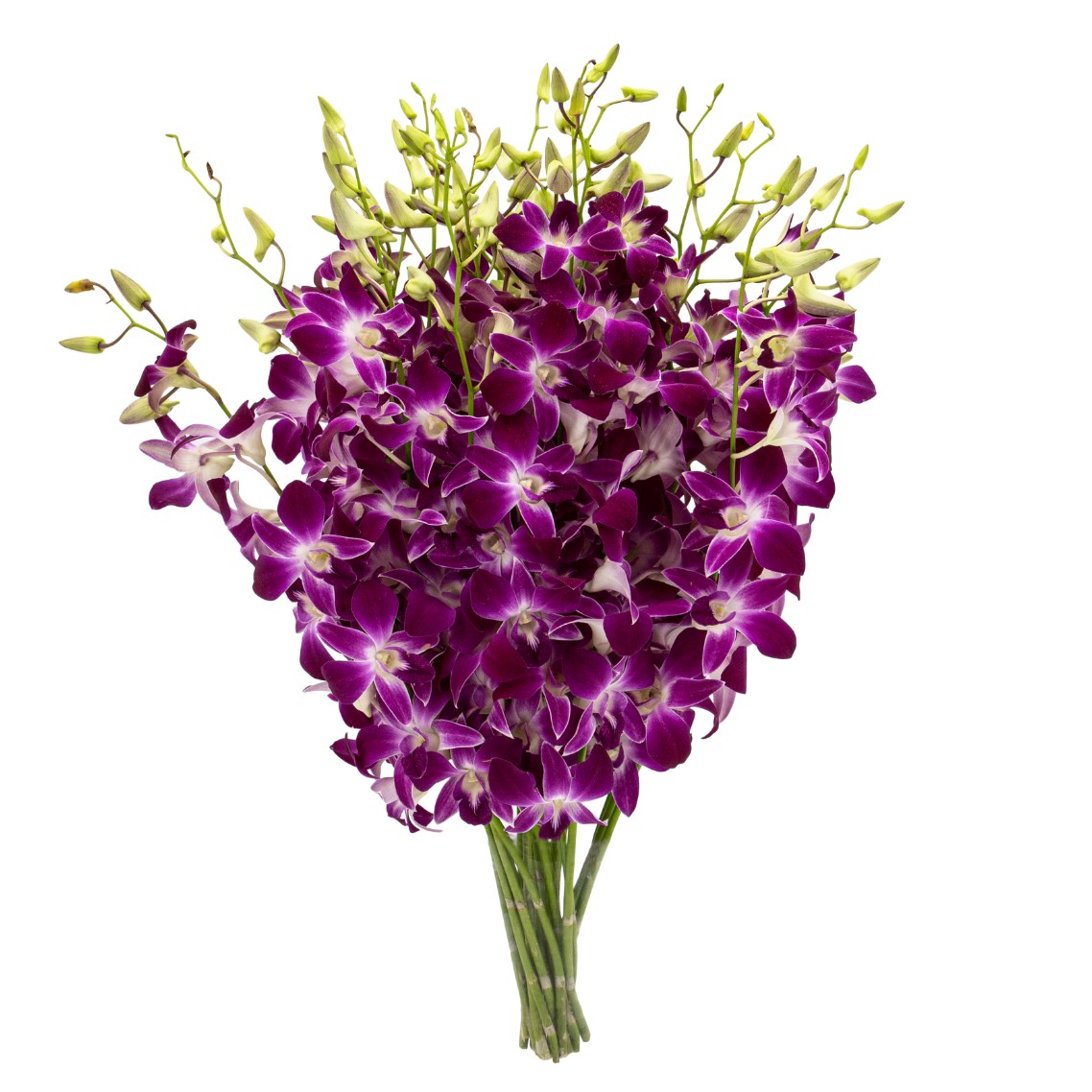 Pink and purple flower with petals.