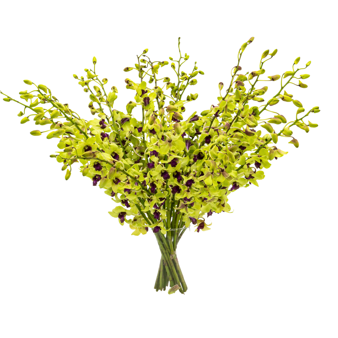 Orchid Dendrobium (Thailand)