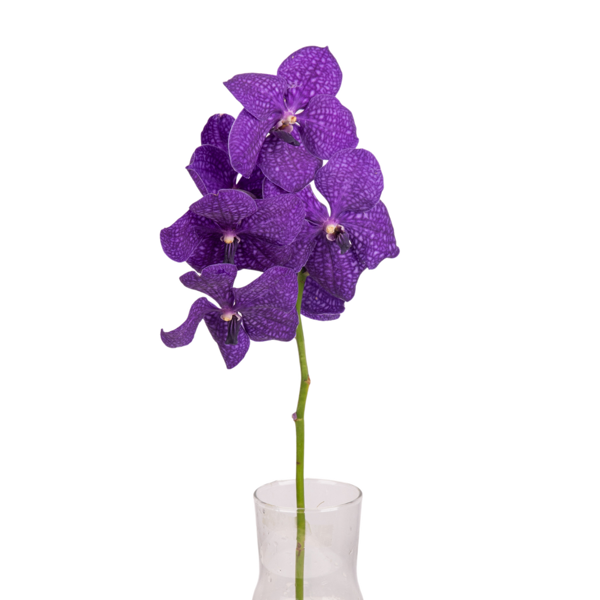 Flower arrangement with pink and purple orchids in vase.