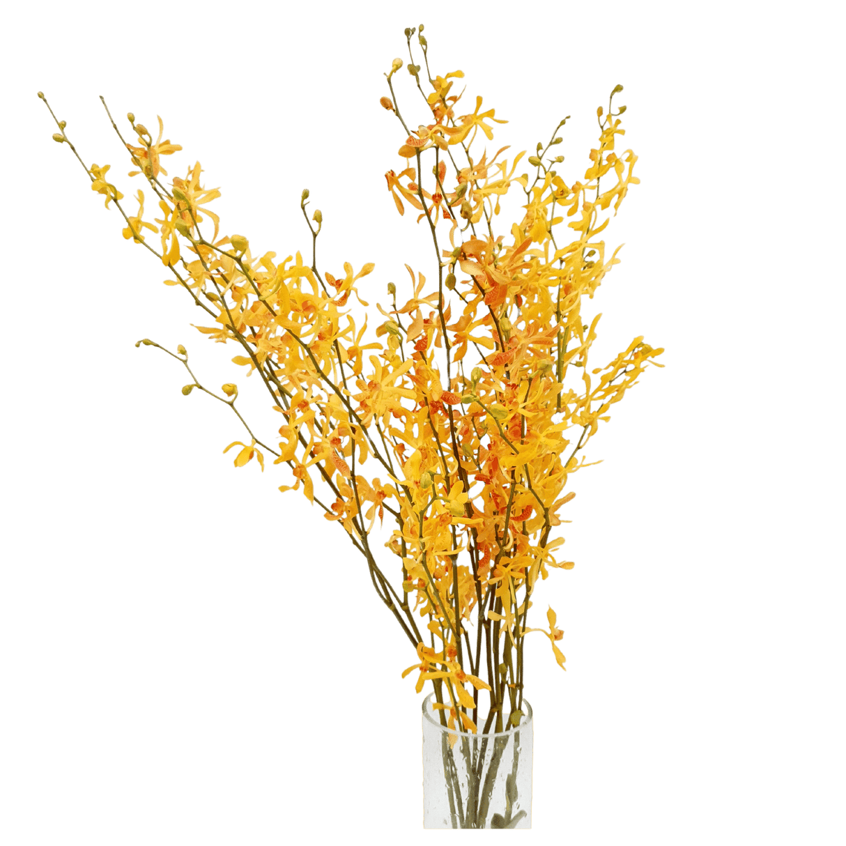 Orchid James Storie (Local)