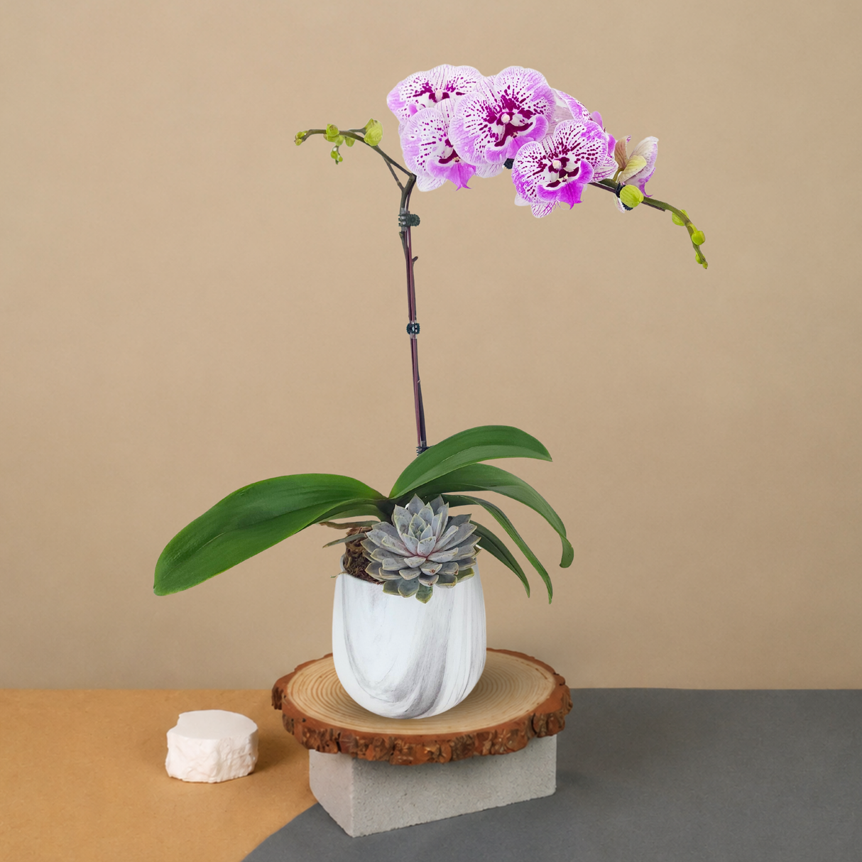 Orchid Charm (1 Single Stem) - Orchid Phalaenopsis