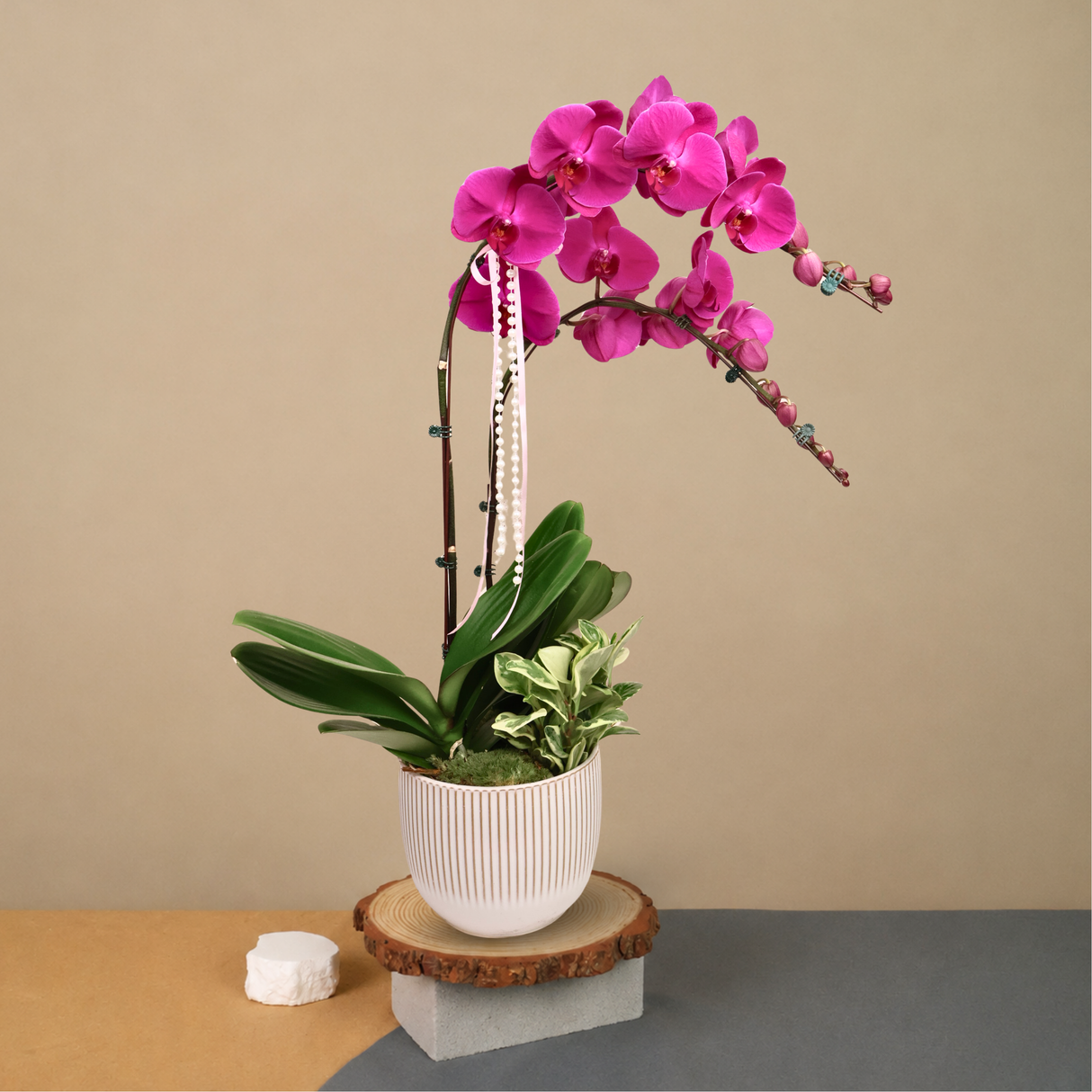 Orchid Noir (2 Single Stalk) - Orchid Phalaenopsis