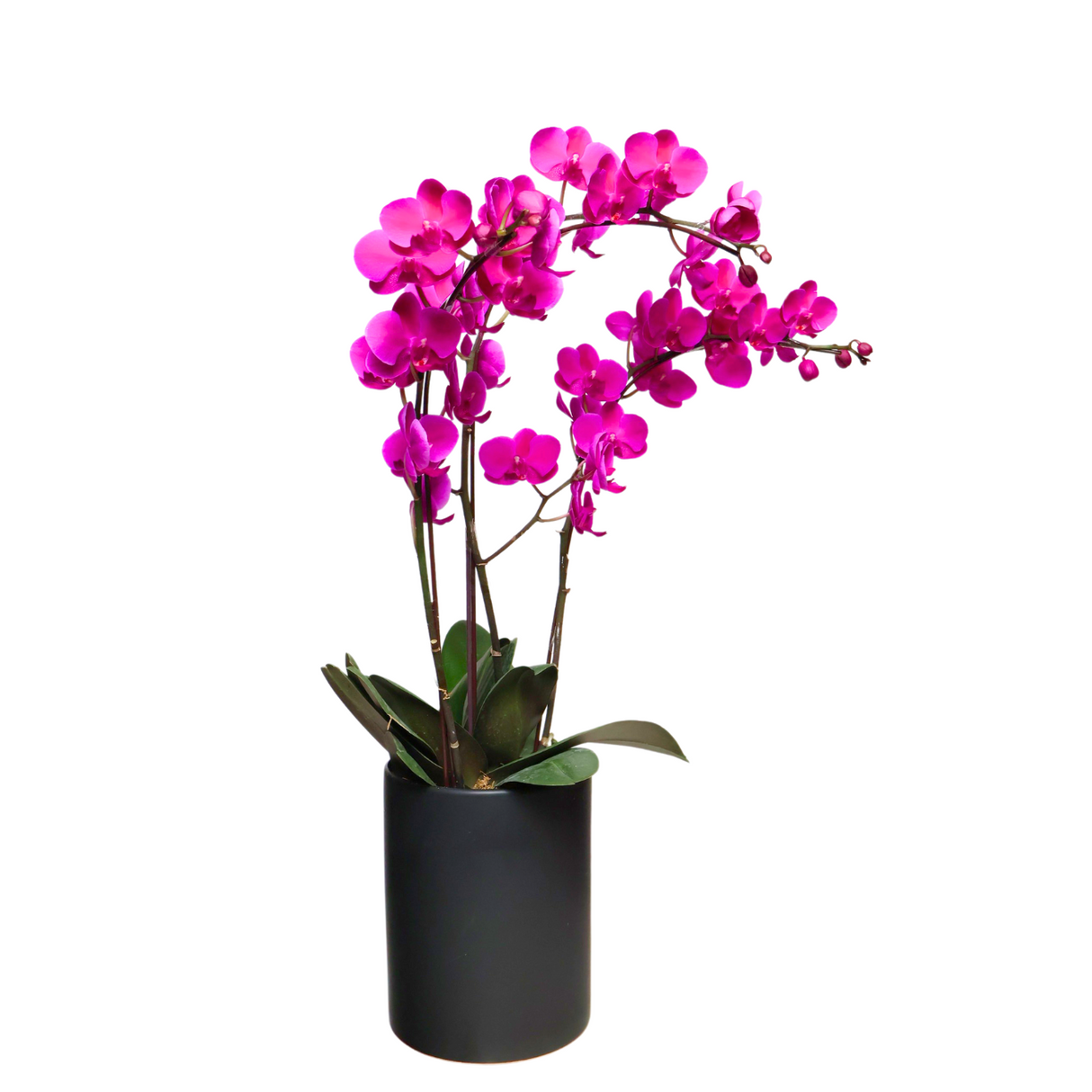 Orchid Grace (3 Single Stem) - Orchid Phalaenopsis