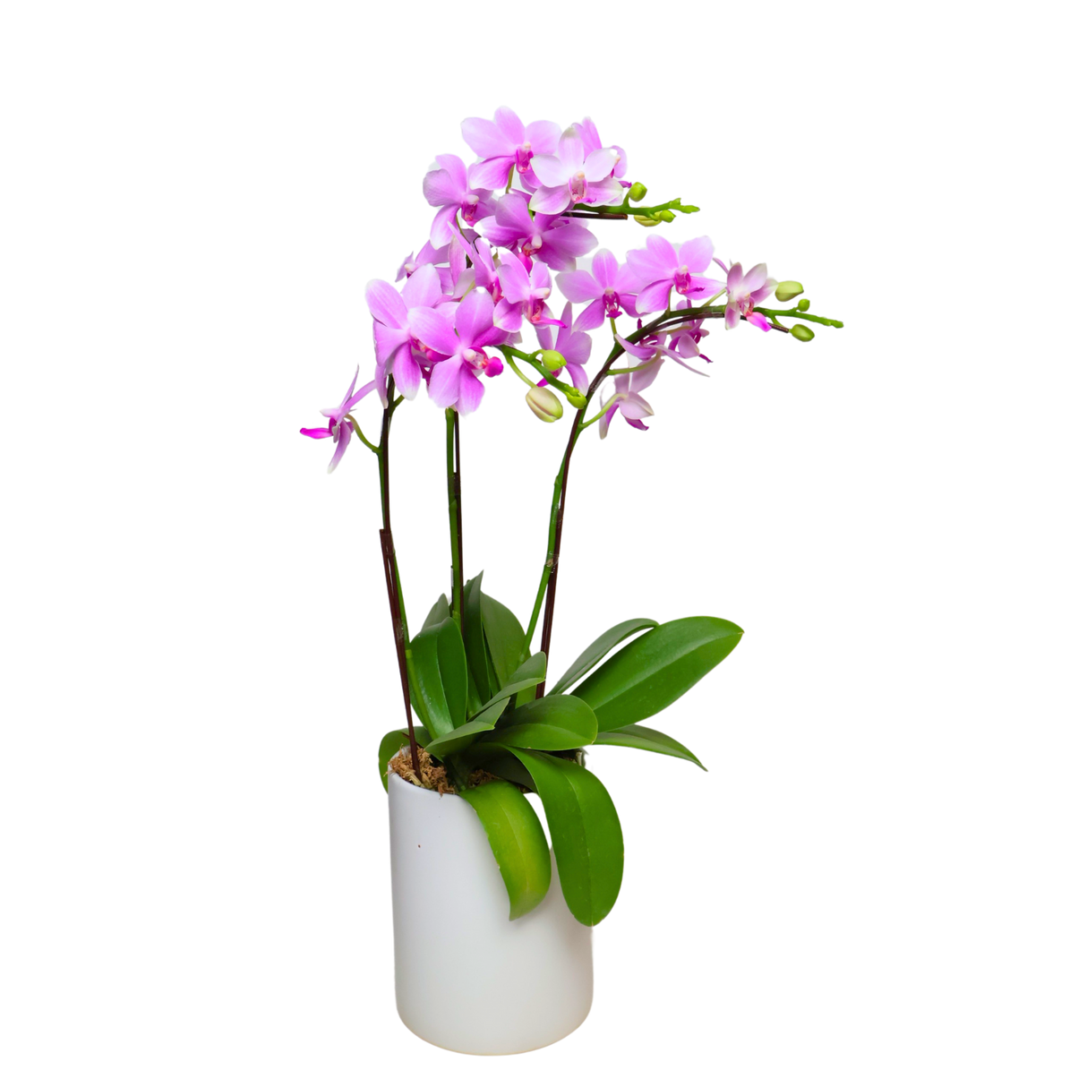 Orchid Grace (3 Single Stem) - Orchid Phalaenopsis