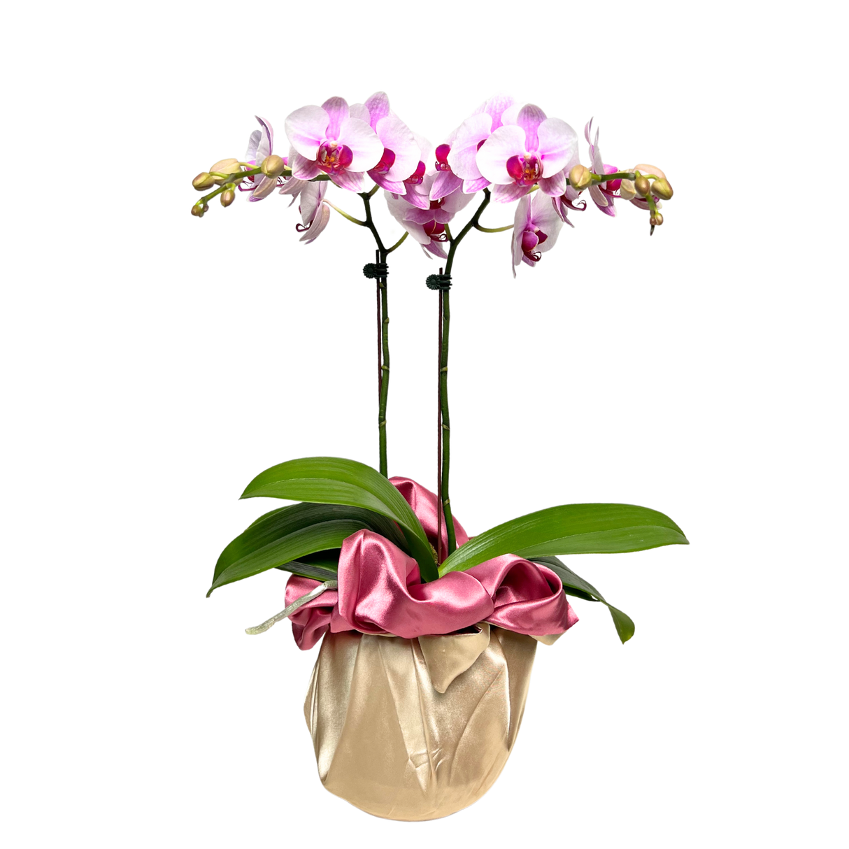 Ethereal Orchid (1 Double stem) - Orchid Phalaenopsis